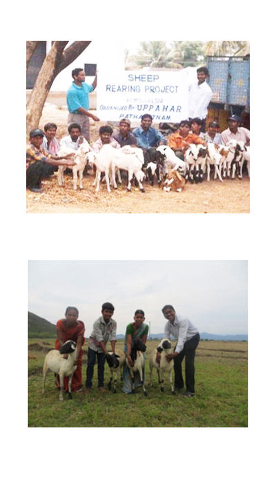 Sheep distribution